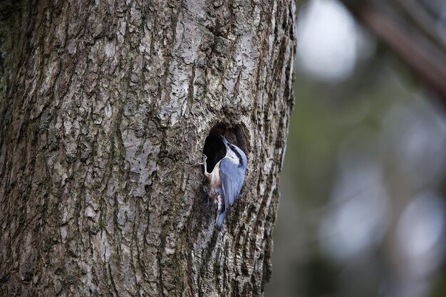 Kleiber bereitet sein Nest in einem Loch in einem Baum vor.