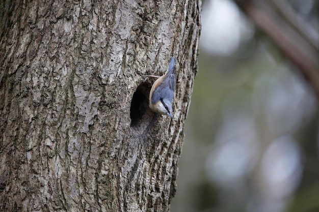 Kleiber bereitet sein Nest in einem Loch in einem Baum vor.