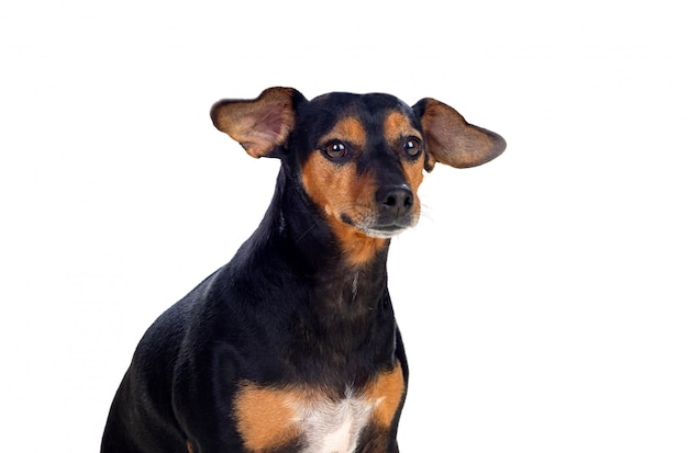 Klein, ein dünner Hund