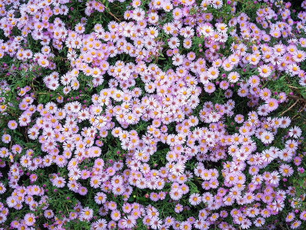 Kleinblütige mehrjährige Astern in einem Blumenbeet im Park