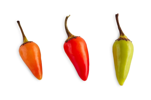 Kleine Art von Chili-Pfeffer Habanero oder Jalapeno isoliert. Nahaufnahmebild des idealen scharfen würzigen Gemüses. Gesunde natürliche Bio-Lebensmittel