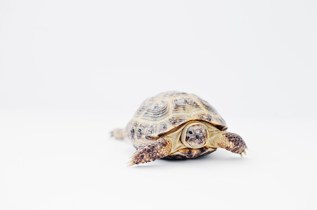 Kleine asiatische Landschildkröte lokalisiert auf Weiß.