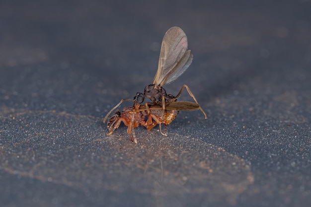 Kleine ausgewachsene Pilz-wachsende Ameisen der Gattung Cyphomyrmex-Kopplung