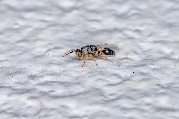 Kleine ausgewachsene Samen-Chalcidoid-Wespe der Familie Eurytomidae