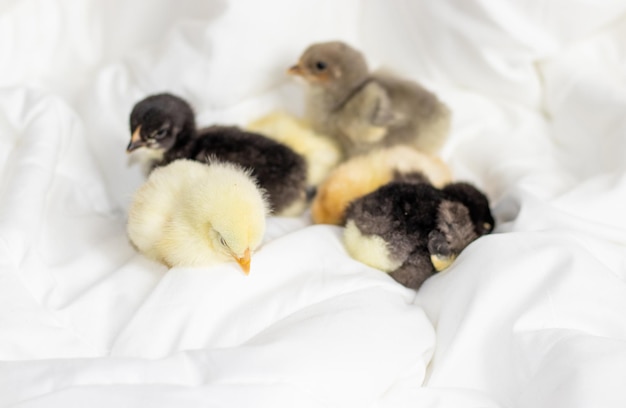 Kleine Babyhühner, die auf einer weißen, grauen Decke schlafen oder eingeschlafen sind, Bettdecke im Schlafzimmer. Entzückend