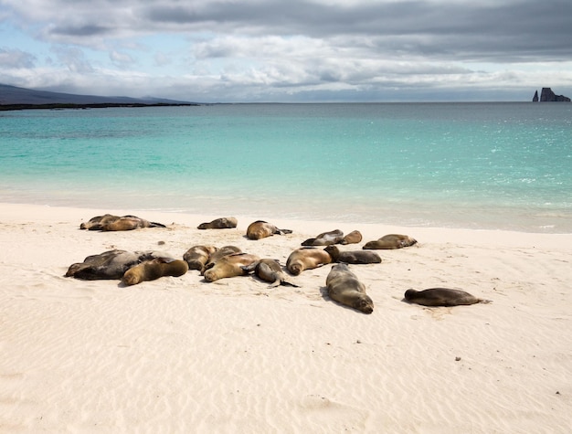 Kleine Babyrobbe unter anderem am Strand