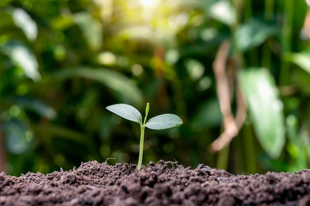 kleine Bäume mit grünen Blättern natürliches Wachstum und Sonnenlicht das Konzept der Landwirtschaft