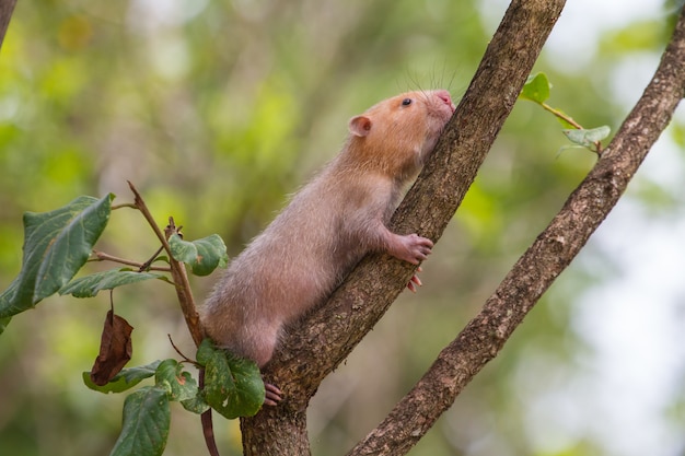 Kleine Bambusratte in der Natur