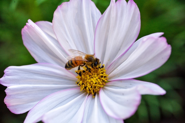 Kleine Biene auf Blume