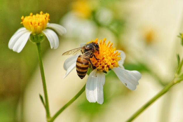 Kleine Biene auf weißer Blume