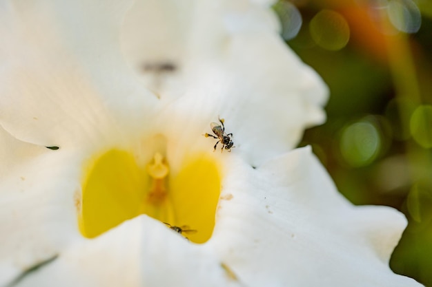 Kleine Biene nimmt Nektar auf der weißen Blume während der Frühlingssaison im Garten