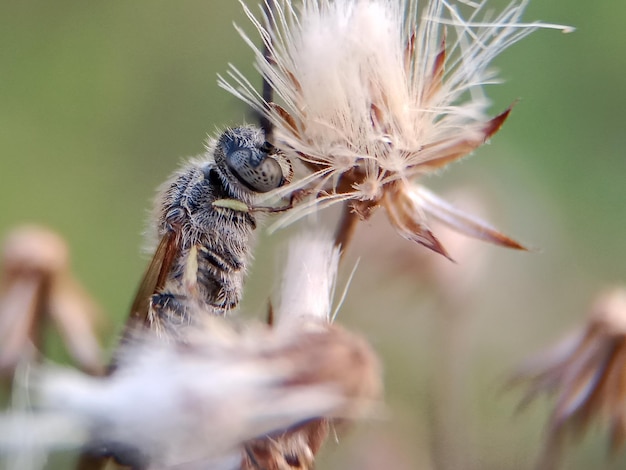 Foto kleine biene