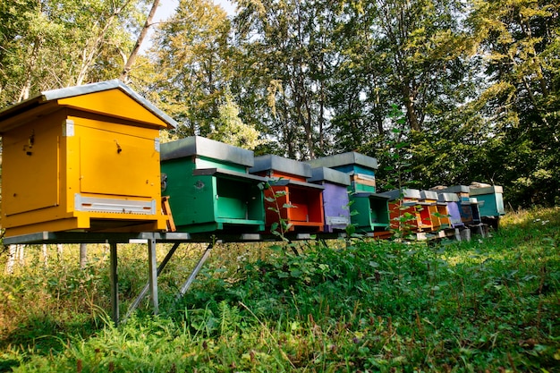 Kleine Bienenstöcke