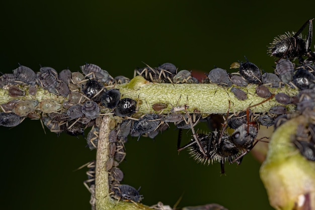 Kleine Blattläuse Insekten der Familie der Blattläuse