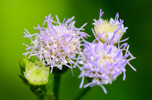 Kleine blaue Blüten von Billy Goat Weed (Ageratum conyzoides) in Thailand