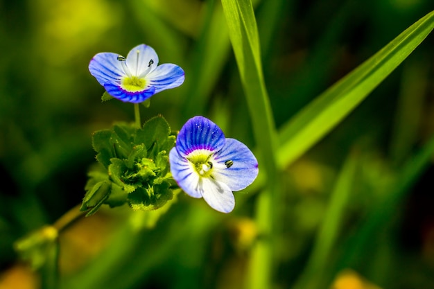 Kleine blaue Blumen auf grünem Grashintergrund