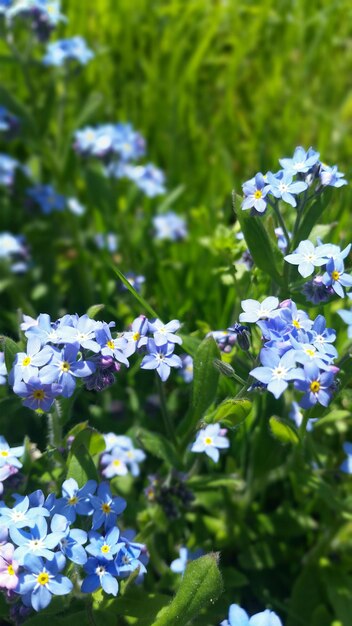 Foto kleine blaue blumen blühen im park