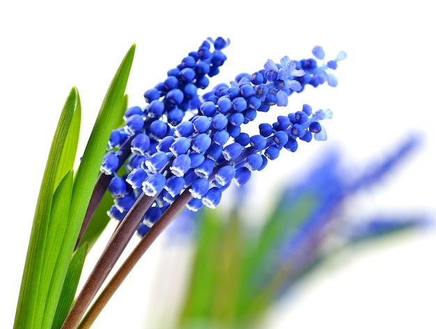 Kleine blaue Blumen Muscari auf verschwommenem Hintergrund