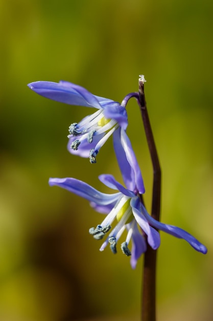 Kleine blaue Scilla siberica Blume in Regentropfen in der Makrofotografie im Frühling