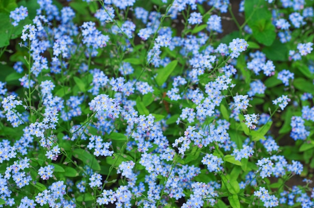 Kleine blaue Vergissmeinnichtblumen auf Frühlingswiese