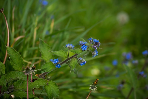 Kleine blaue Wildblumen