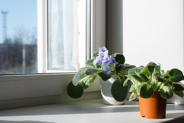 Kleine blühende Pflanzen in Töpfen drinnen auf einer Fensterbank. Schönes Violett.