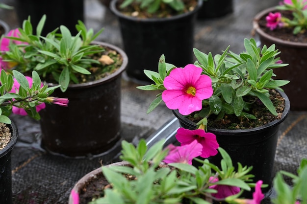 Kleine blühende rosa Topfpetunien- oder Surfinia-Blumen Sämlinge der Petunienblume