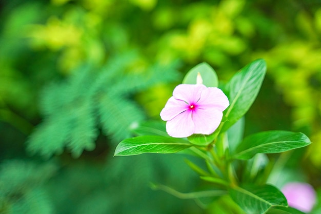 Kleine Blume auf Baumast