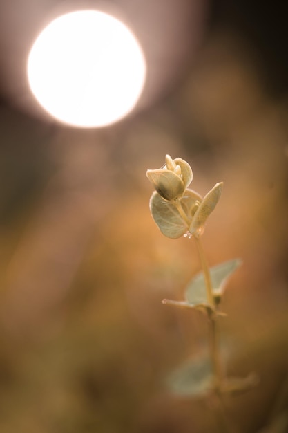 kleine Blume im Herbst