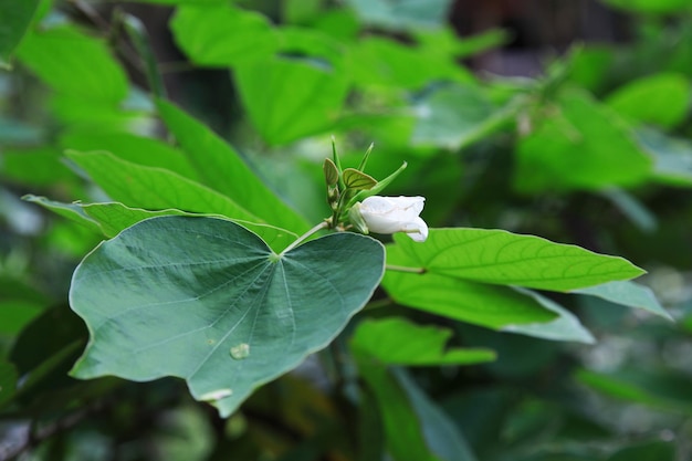 kleine Blume im Wald