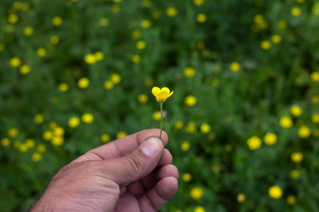 kleine Blume in der Hand des Menschen Naturhintergrund