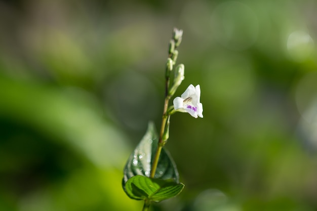 kleine Blume in einer Niederlassung