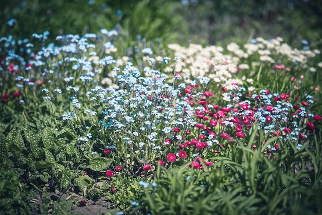 Kleine Blumen auf der Blume