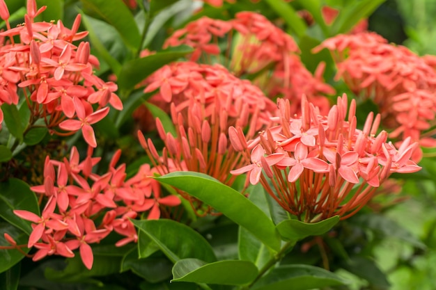 Kleine Blumen auf Pflanze