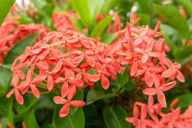 Kleine Blumen auf Pflanze