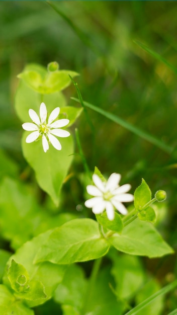 Kleine Blumen von weißer Farbe 33