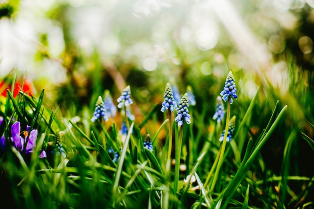 Kleine Blumen wachsen aus Kräutern