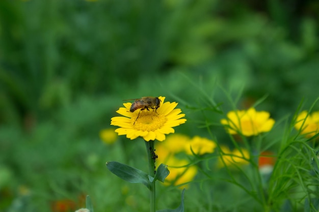 Kleine Blumenfliege auf einer gelben Blume Schöner grüner Hintergrund in einem blühenden Garten
