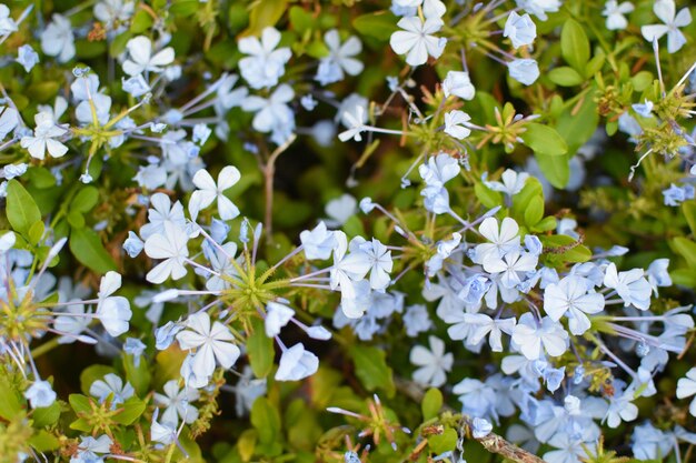 Kleine Blumennahaufnahme des Sommers im Garten. frühlingsblühende knospen