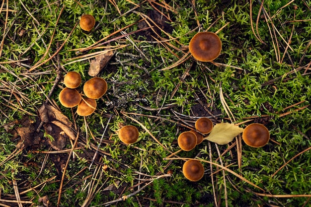 Kleine braune Fliegenpilzpilze in einer Waldlichtung