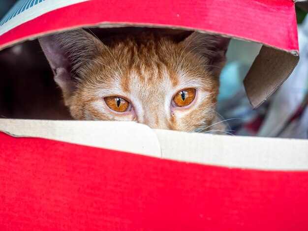 Kleine braune Katze, versteckt in rotem Papierkasten, selektiver Fokus auf ihr Auge