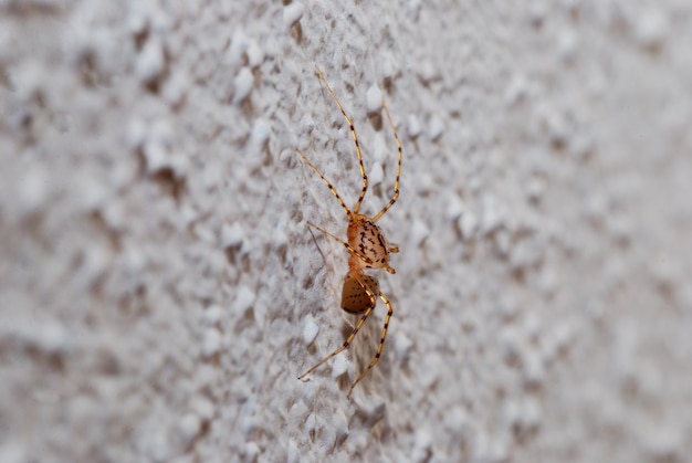 Kleine braune Spinne sitzt auf einer weißen Mauer, Ansicht von der Seite