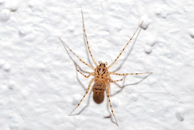 Kleine braune Spinne sitzt auf weisser Mauer in der Sonne