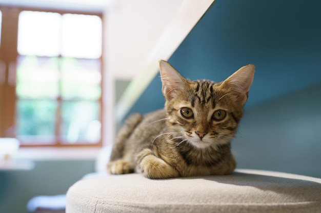 Kleine braune Tabby-Kätzchen süße Tiere im Haus