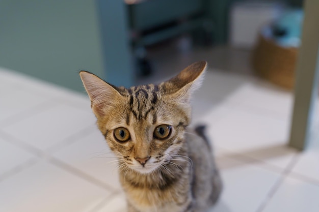 Kleine braune Tabby-Kätzchen süße Tiere im Haus