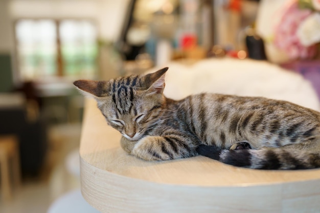 Kleine braune Tabby-Kätzchen süße Tiere im Haus