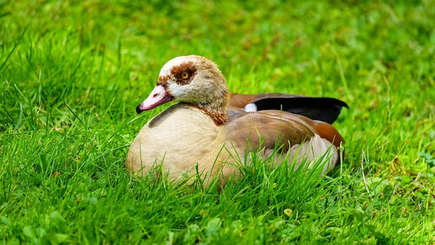 Kleine bunte Ente, die auf der grünen Wiese ruht