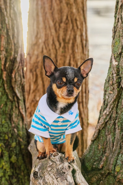 Kleine Chihuahua im Park. Haustier in Kleidung. Hund sitzen. Chihuahua Hund für einen Spaziergang in einem blauen T-Shirt