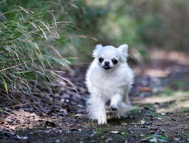 Kleine Chihuahua laufen in der Natur