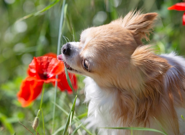 Kleine Chihuahua liegen in der Natur